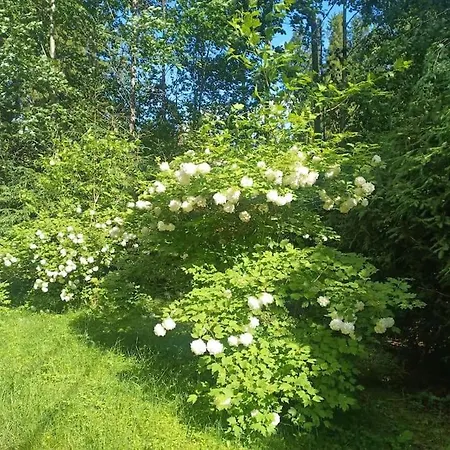 Petra In Koli * Kolinkylä