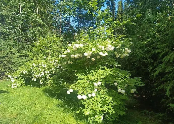 Petra In Koli * Kolinkylä
